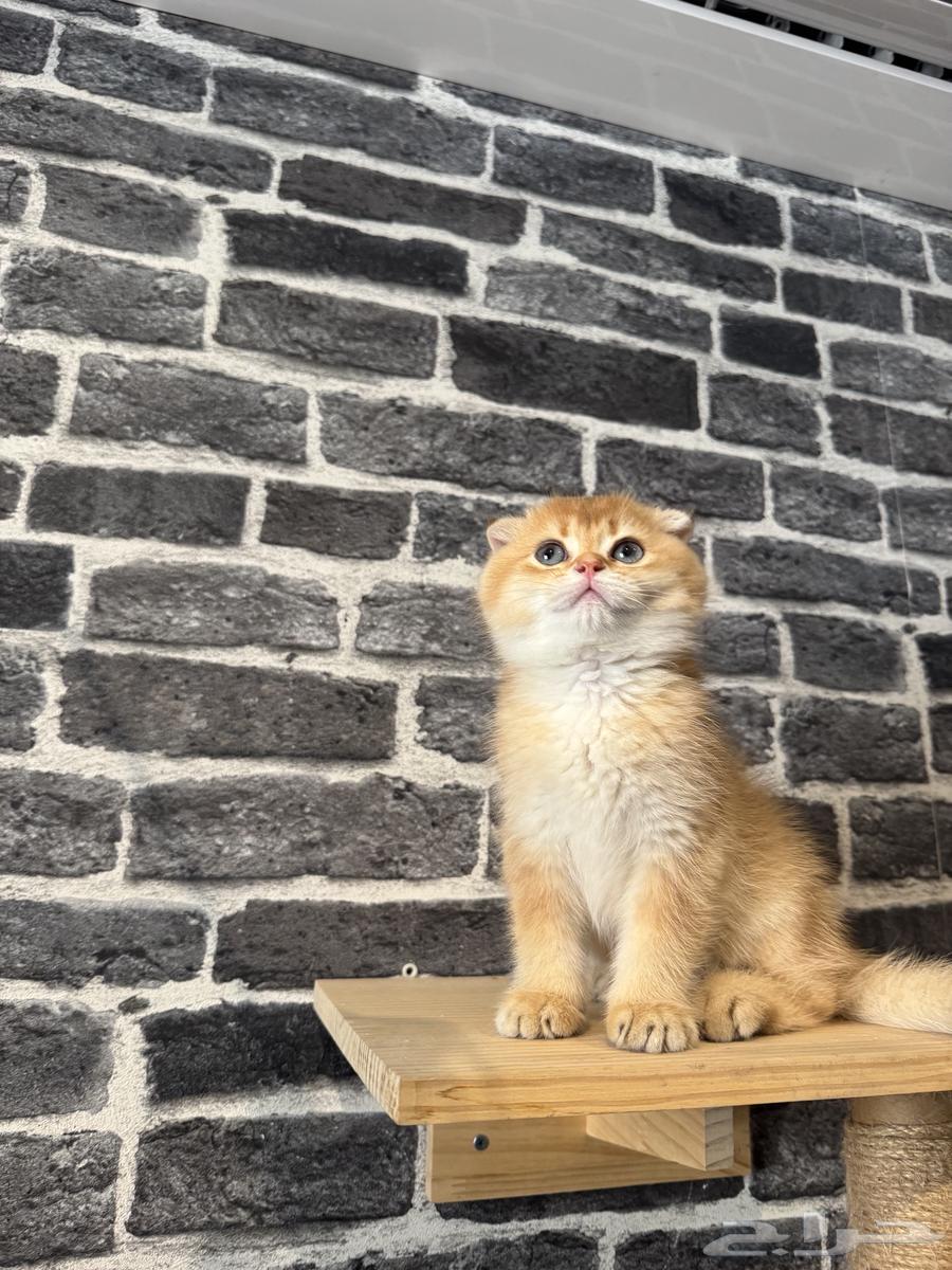 Scotch Double Fold (By12)64380536568066110