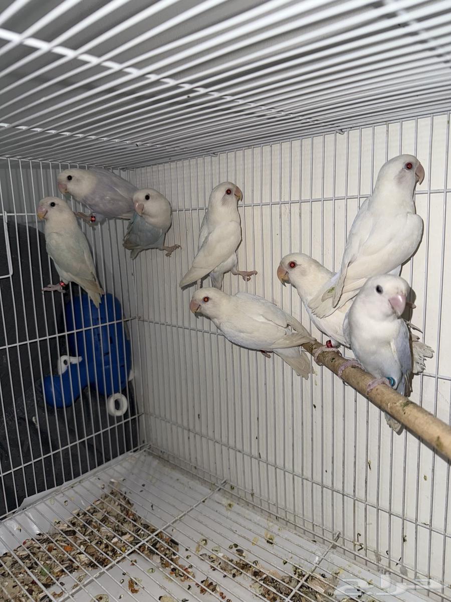 أجواز روز محلله DNA64377652251009111