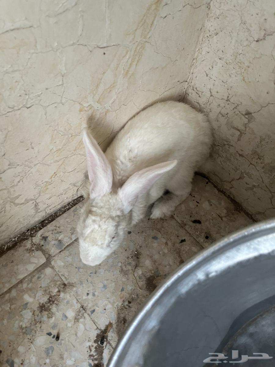 أرنب كبير للبيع علا السوم64386445148802111