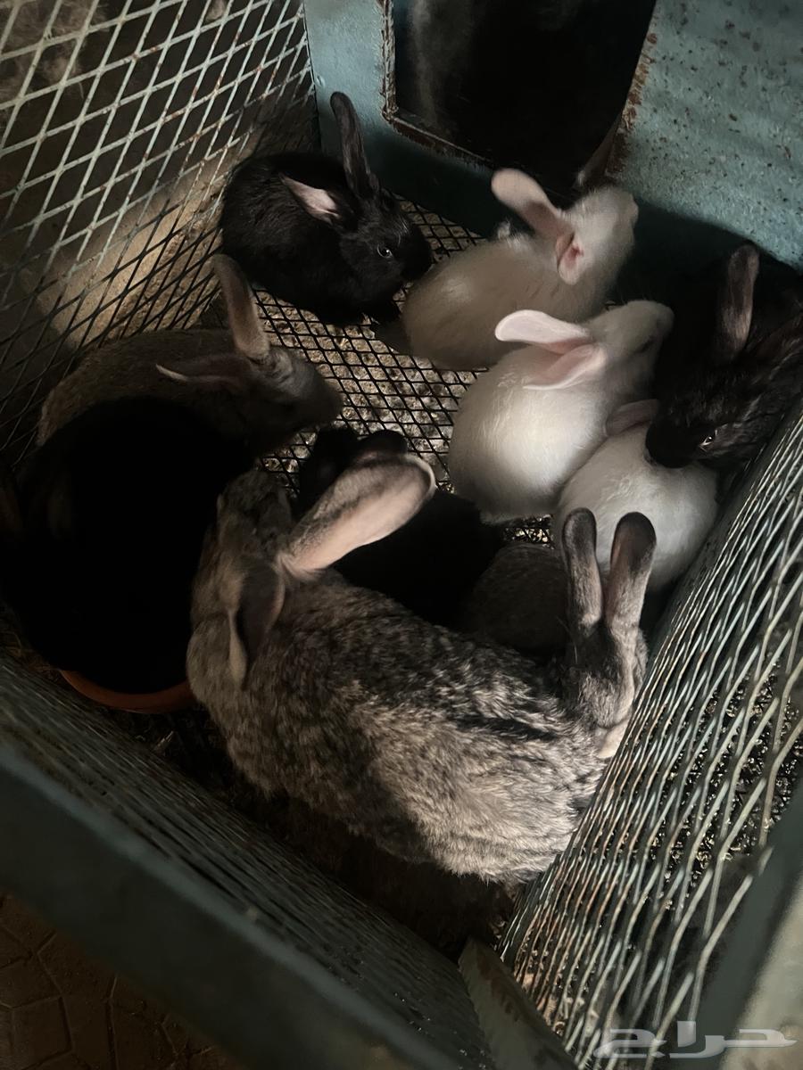 ارانب منتجة للبيع64382749253761113