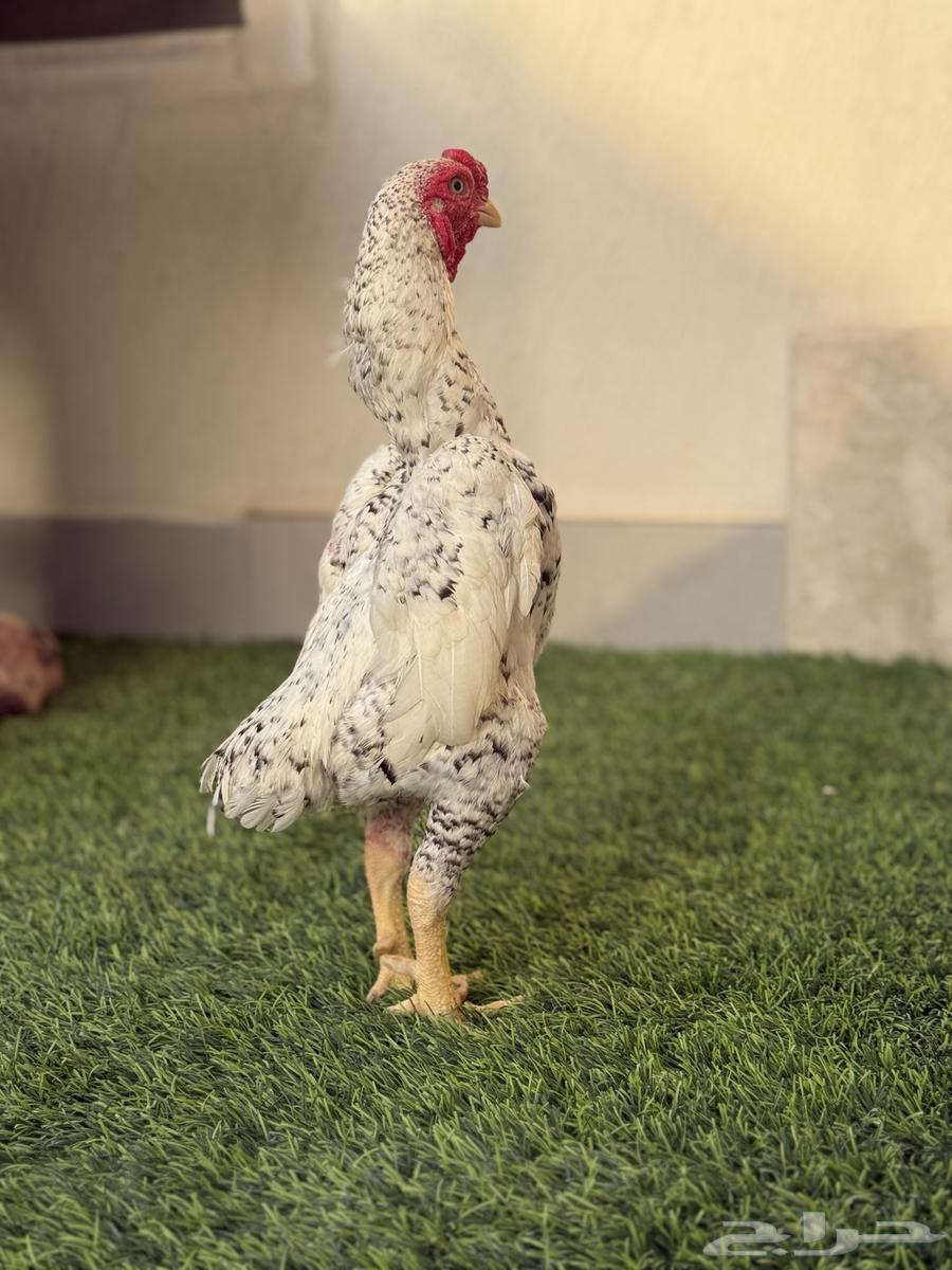 للبيع طقم كوشامو او فايتر الماني فاخر64379805187841110