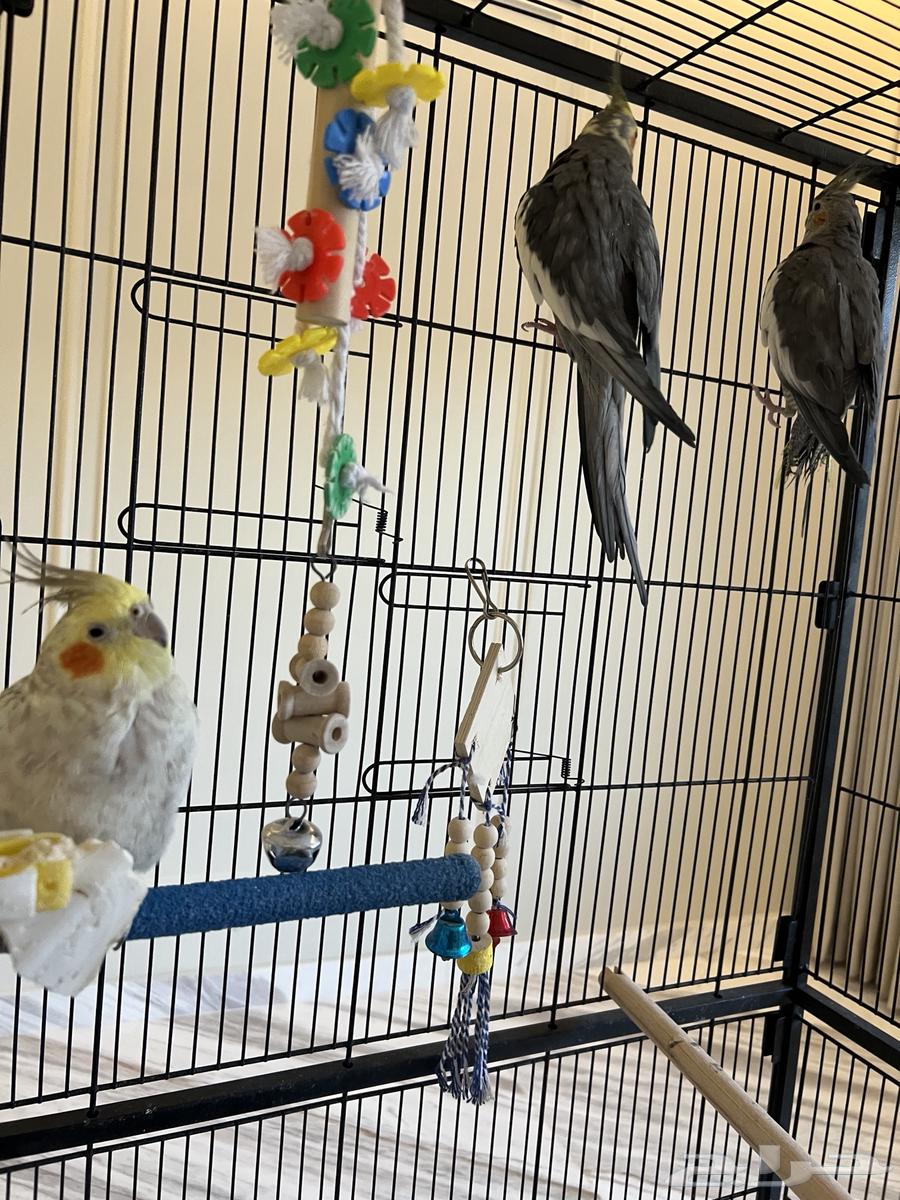 3 طيور كروان مع قفص وملحقات64381246347139112