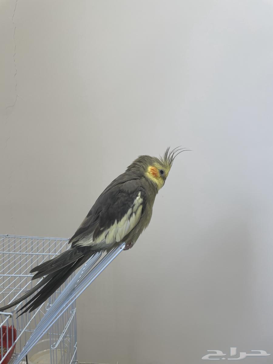 كروان كوكتيل ذكر اليف64381878494595114