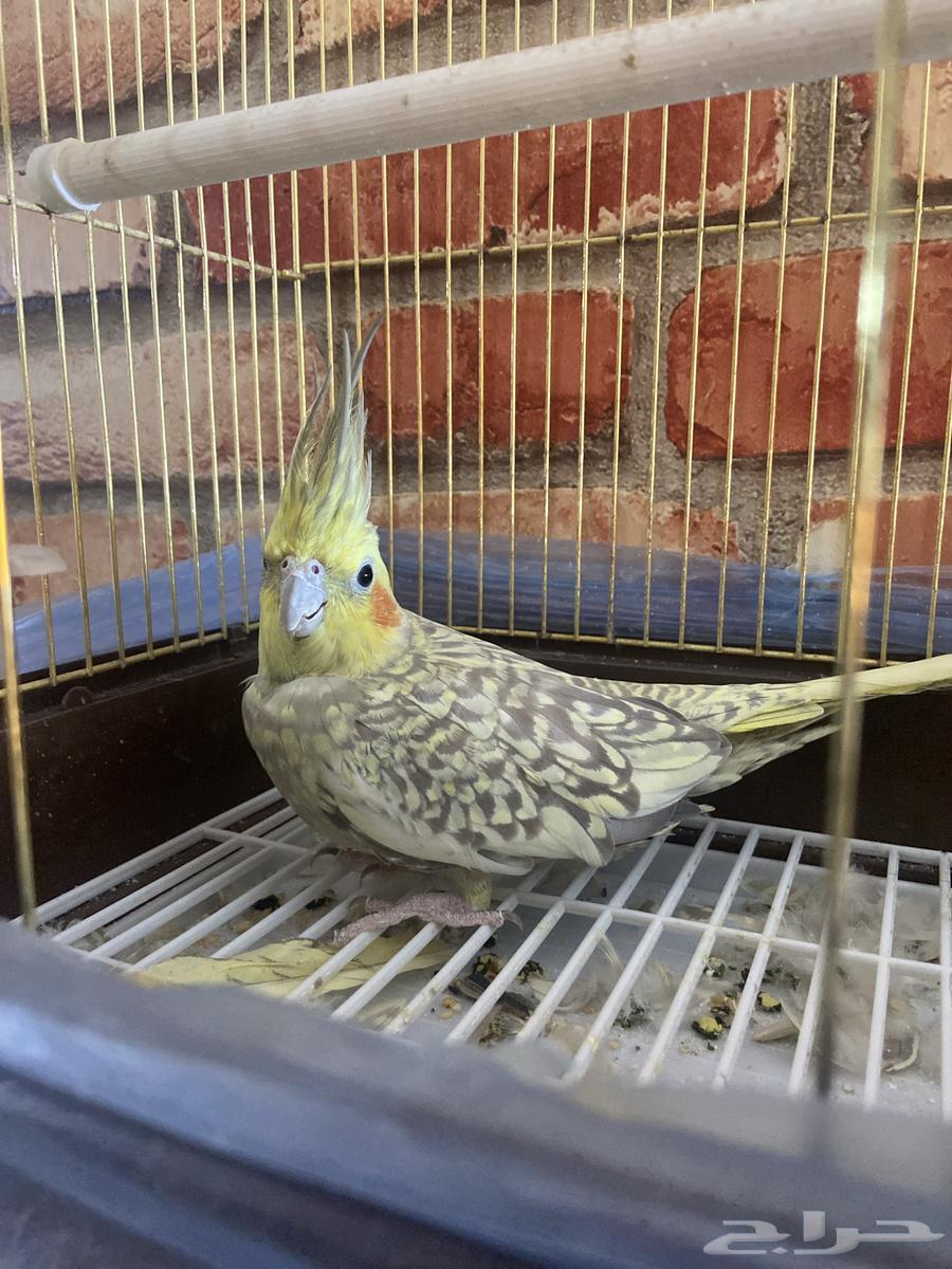 كروان للبيع64384910824322110