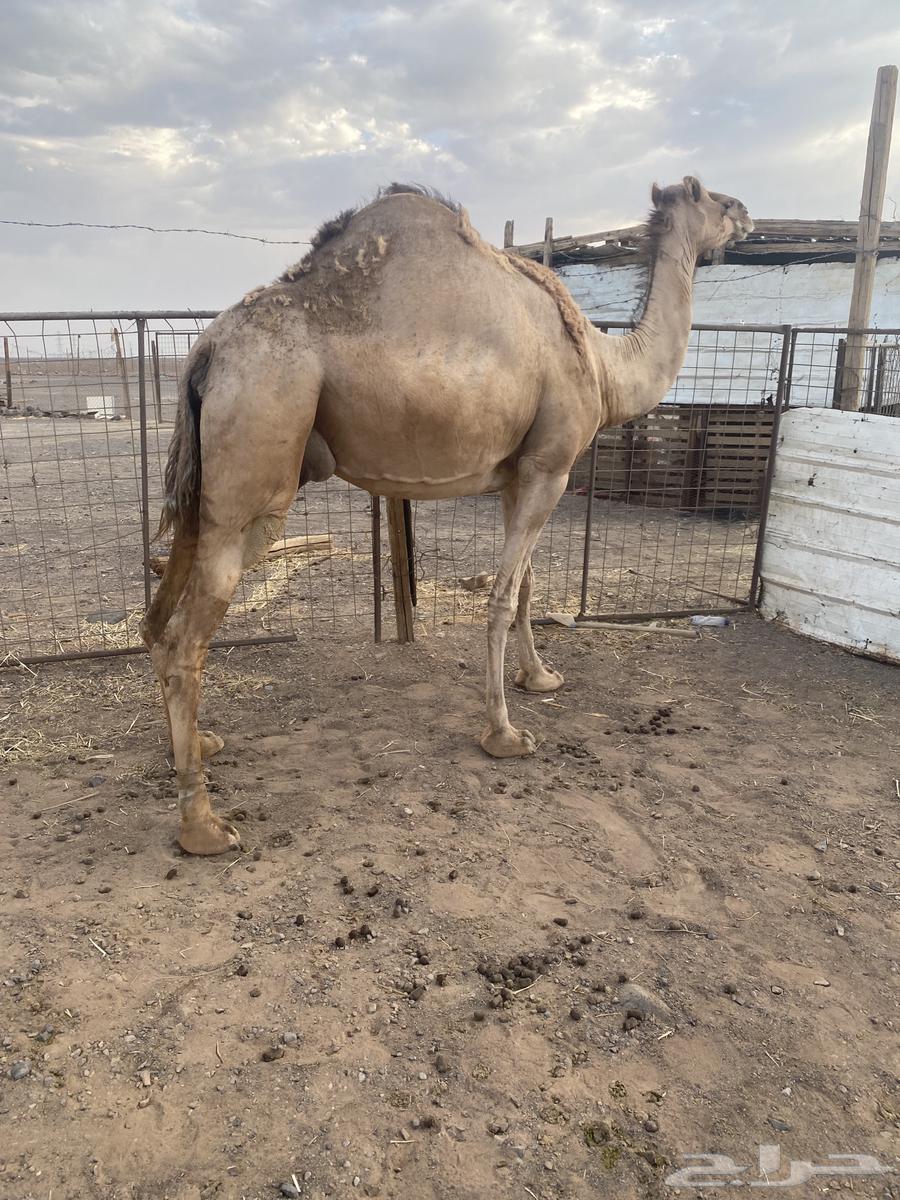 ناقه طيبه خفوت للبيع64389460742659110