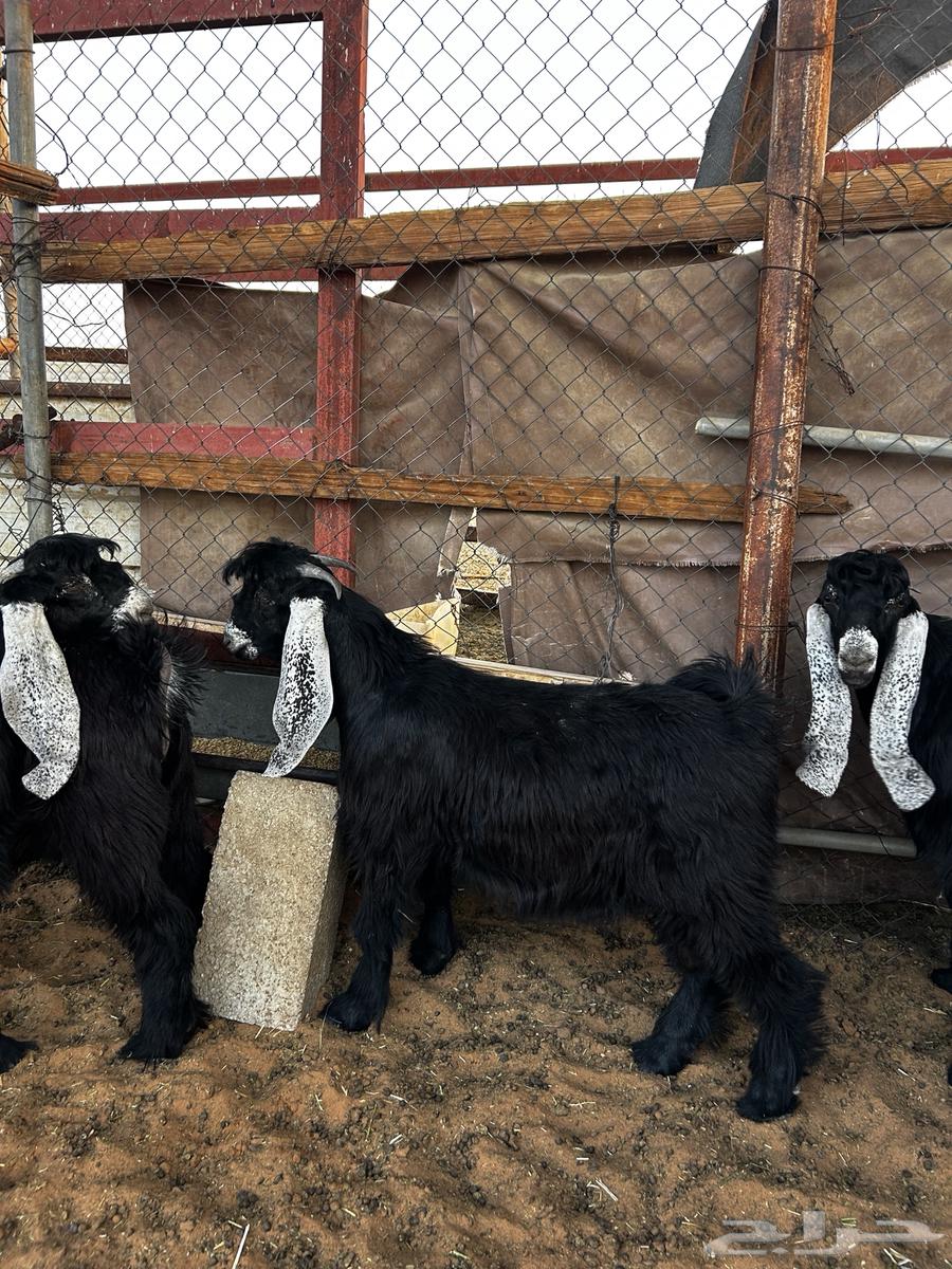 تيوس للبيع جمله او تفريد انتاج مراح64372023625089110