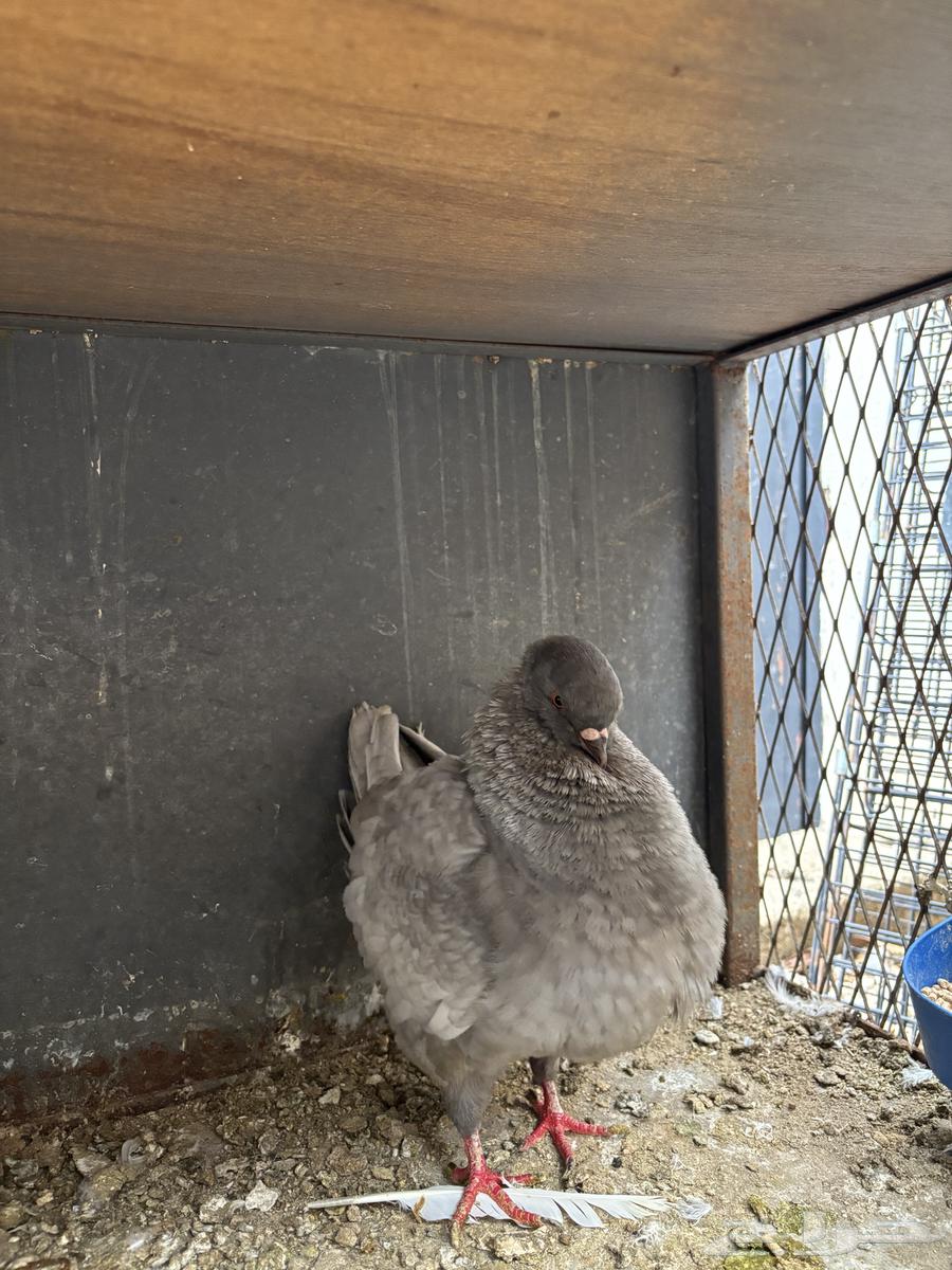 زوج كنق لافندر توب64389488205827112