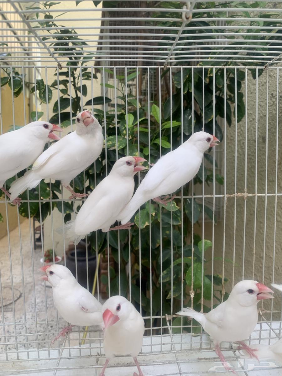 Java Finch White64383994984707110