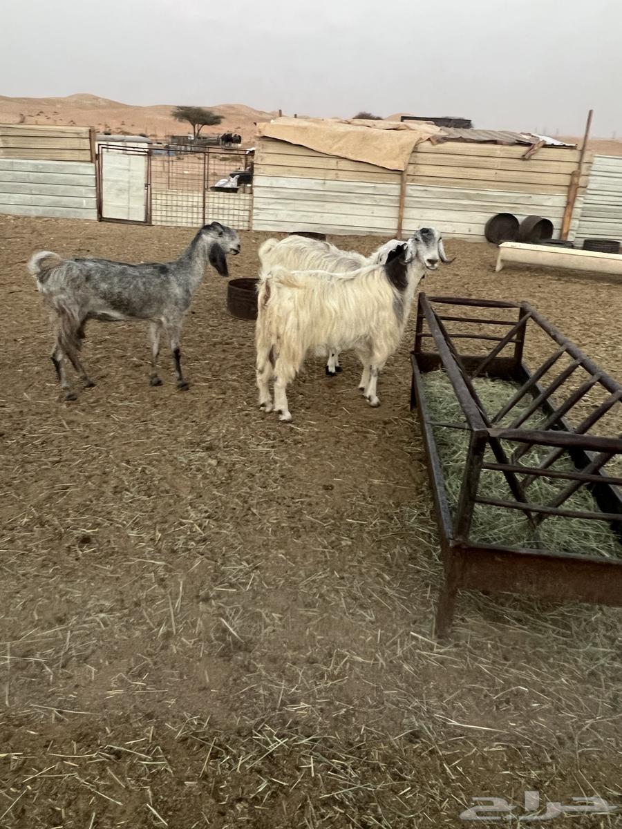 5 معزاء حليب مشاريك64389460683651114