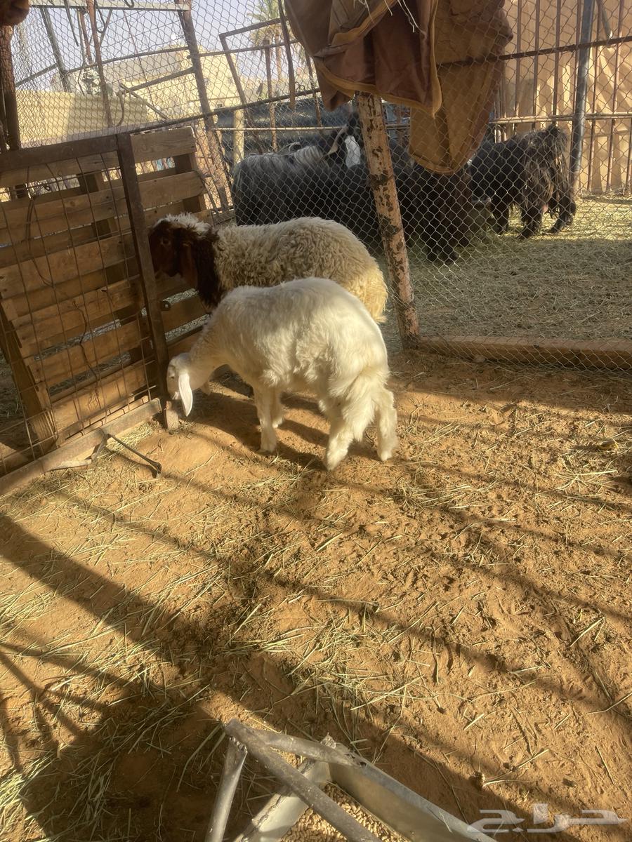 للبيع طليان طيبة نعيمي وحري64385845653378112