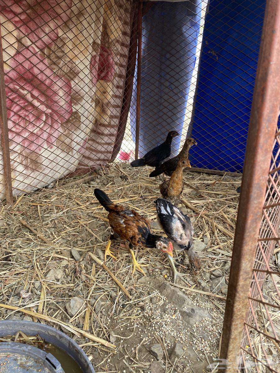 فرانيج بلدي64384661411073112