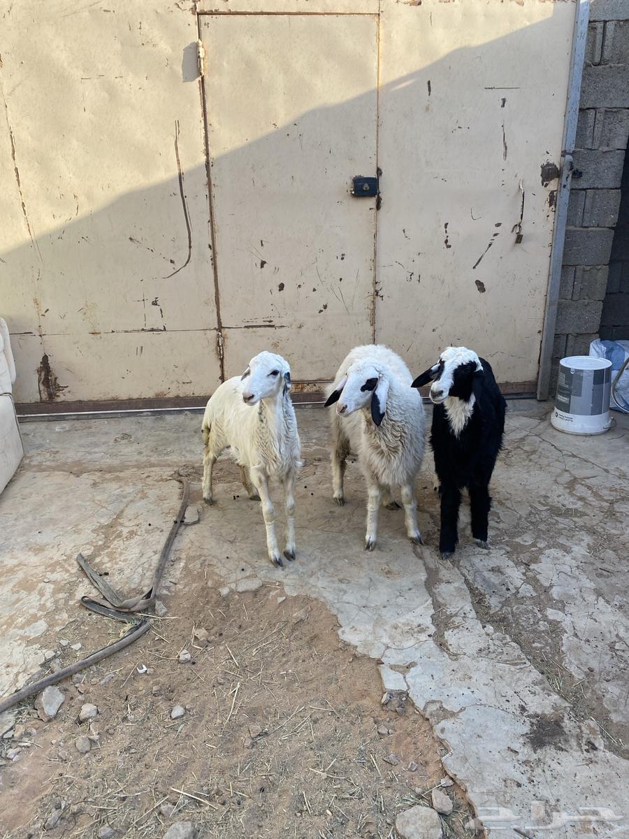 رخال حري مع هجين64380075508226111