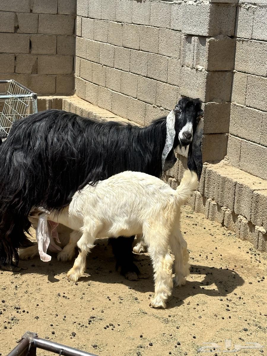 Goat with two underneath64383122598019112