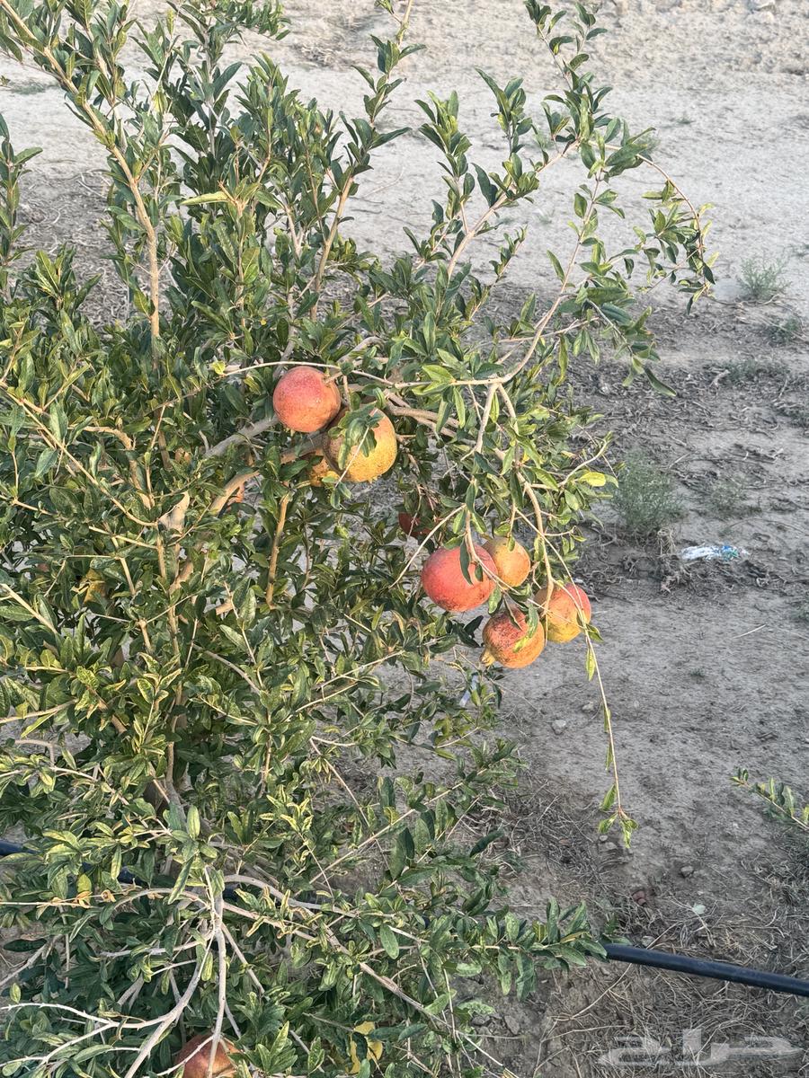 رمان الماوين طائفي للبيع64388162696706112