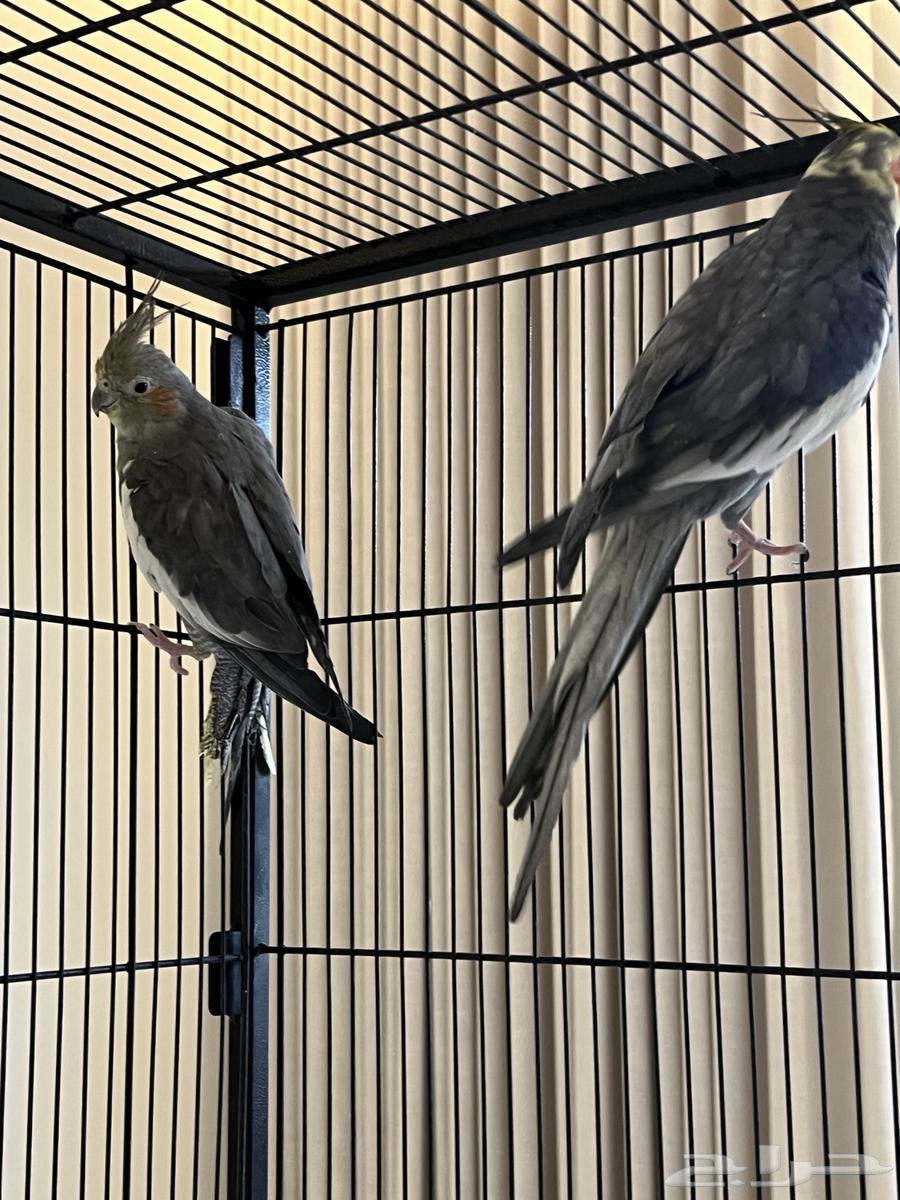 3 طيور كروان مع قفص وملحقات64381246347139113