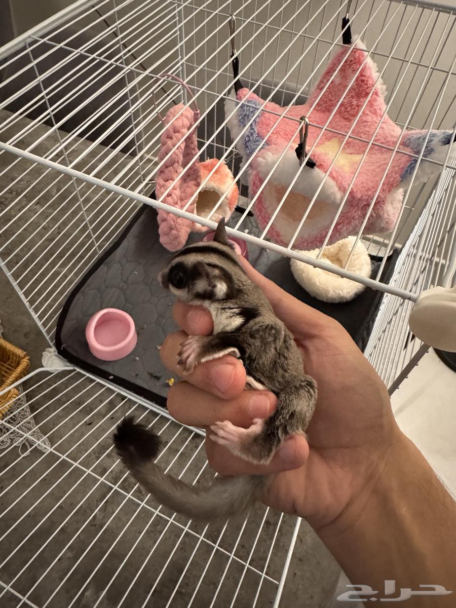 شوقر قلايدر ( السنجاب الطائر )64380197781251111