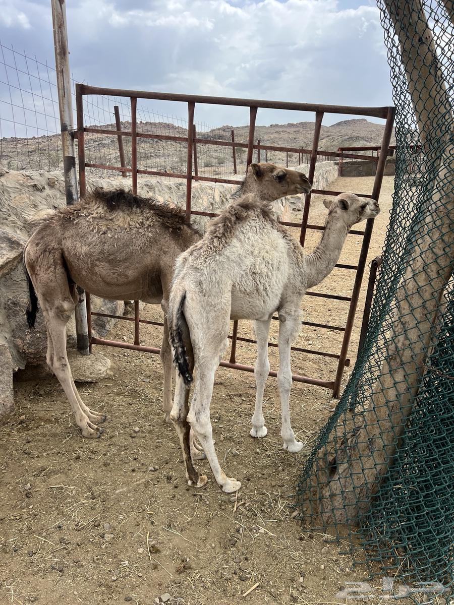 2 Hushwan for sale, located in Al-Balaa, west of Bisha64367974445698113