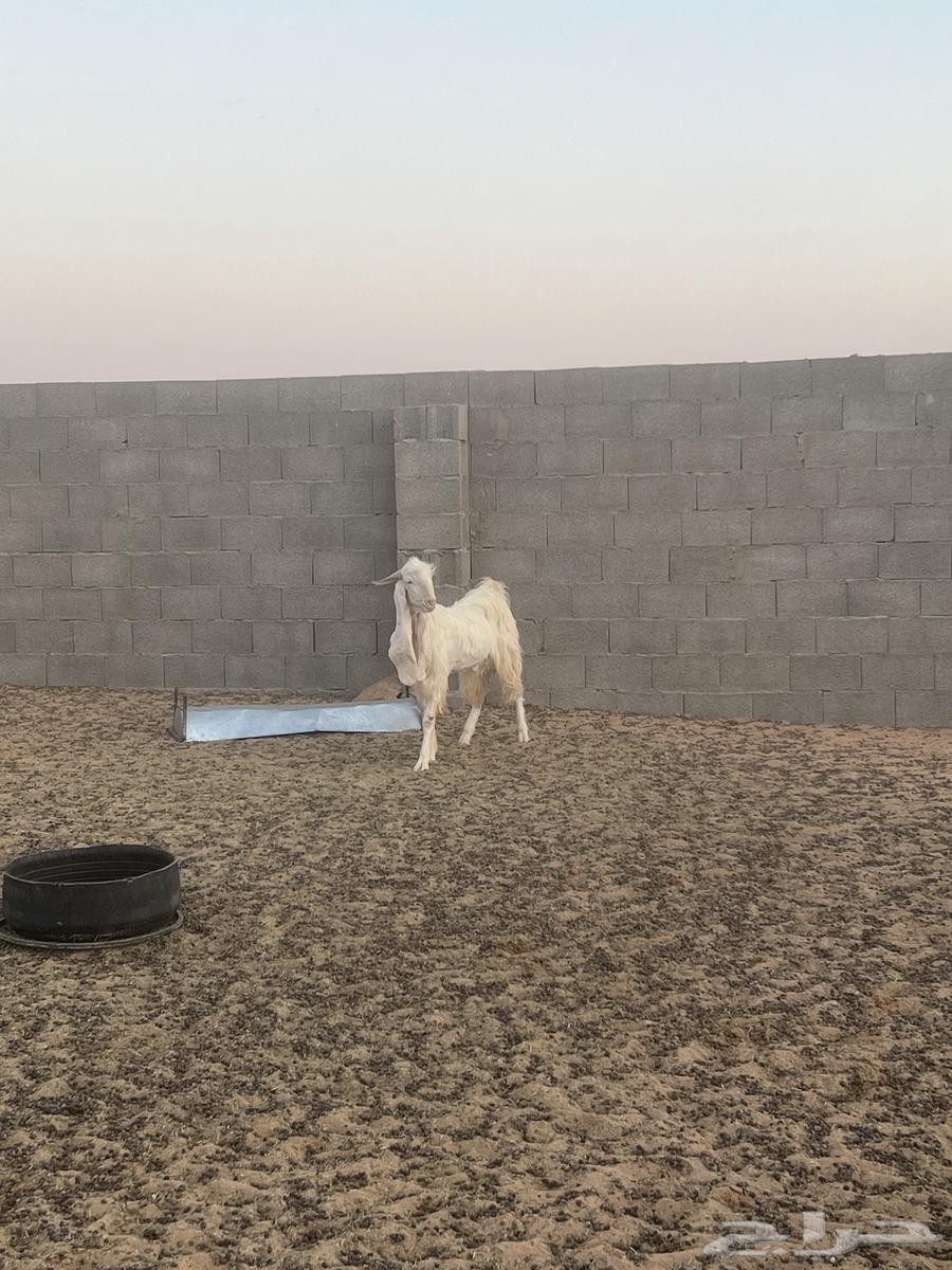 تيس ابيض  للبيع64379645660802111