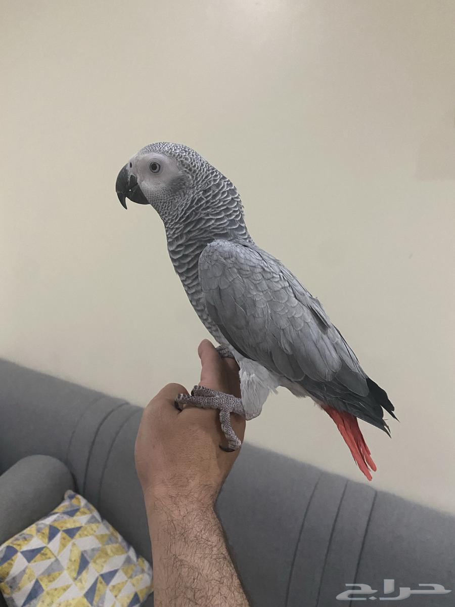 Very bright Casco parrot, local breeding, very tame, talking, age 11 months64383857517954114