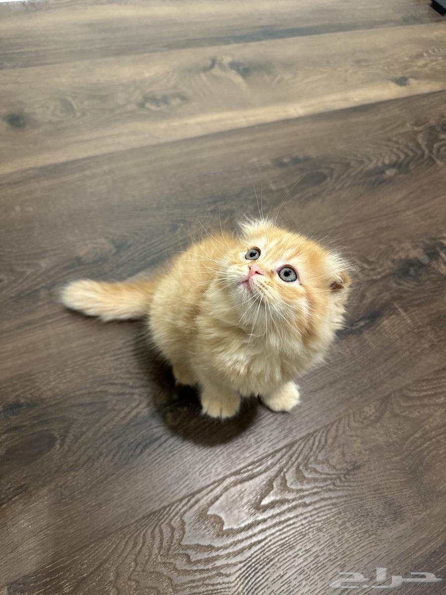 قطط كتن صغيرة فولد للبيع64379253482882110