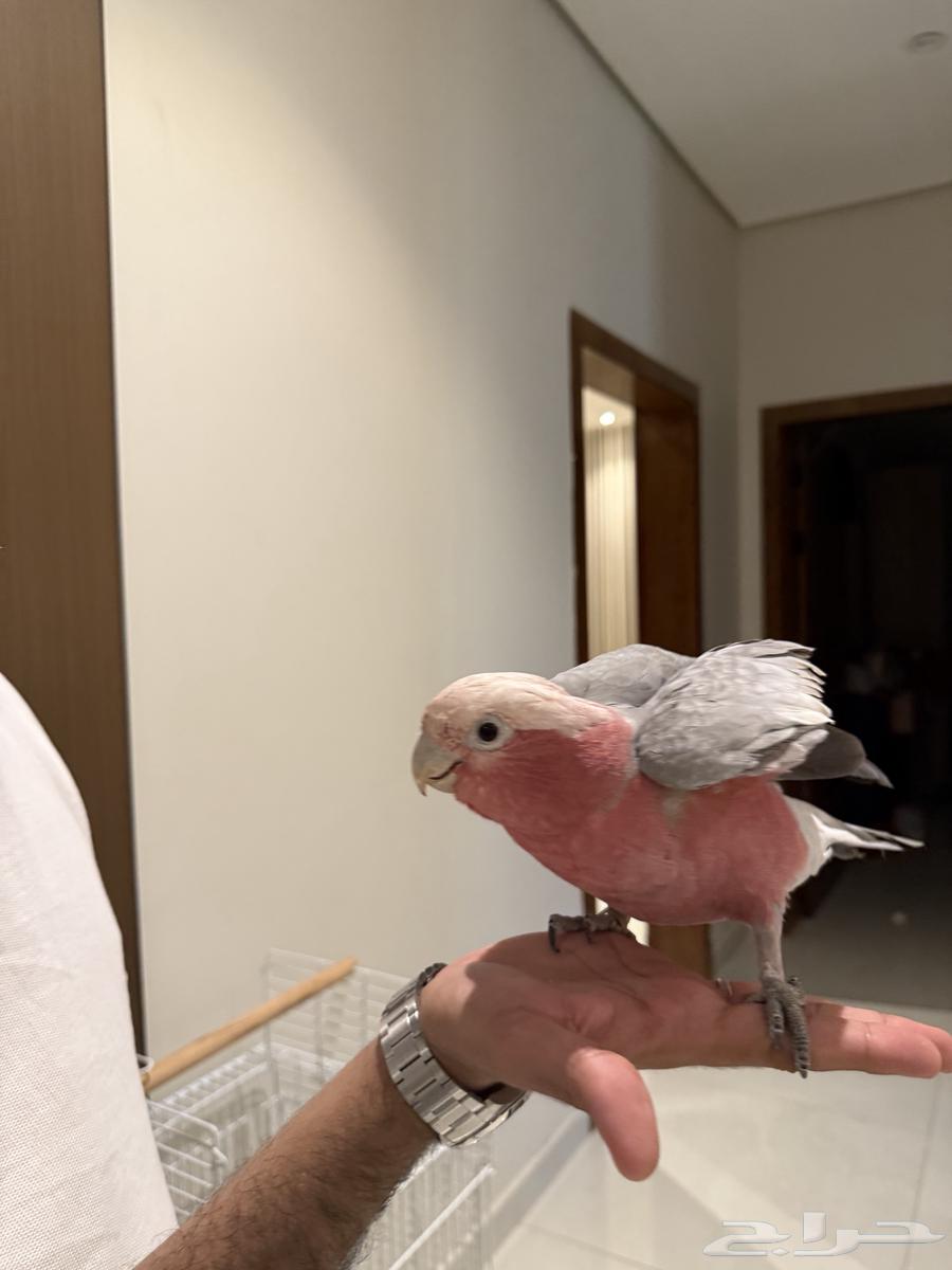 كوكاتو العمر سنه ونصف64380107411074113