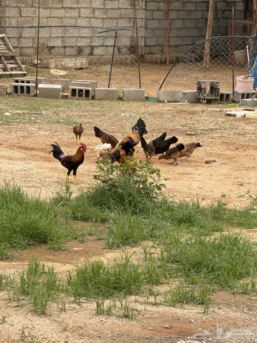 بيع مستعجل64386808334339110