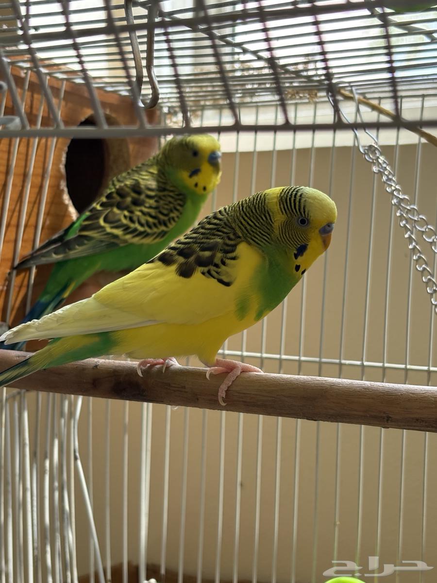 2 بادجي للبيع64381934542083111