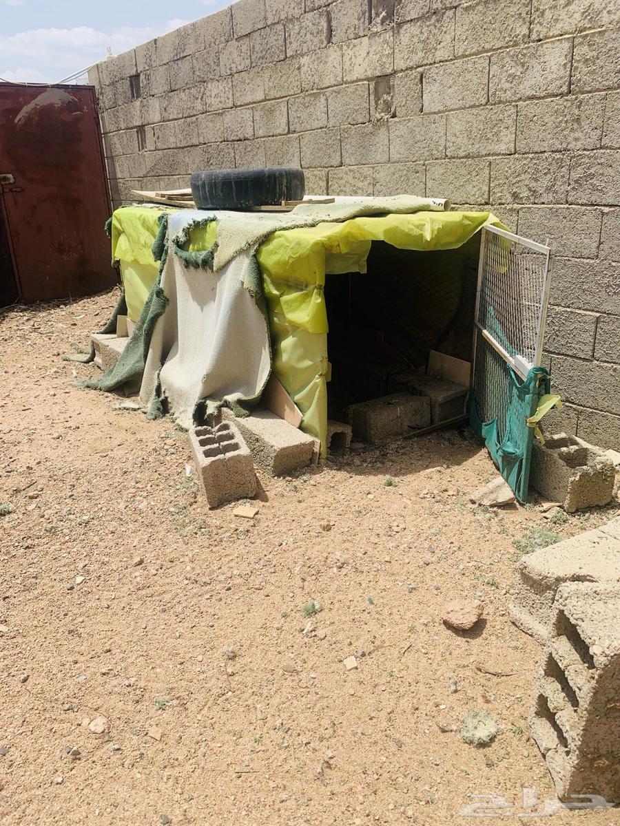 شبوك مستخدمه للدجاج64385244206209113