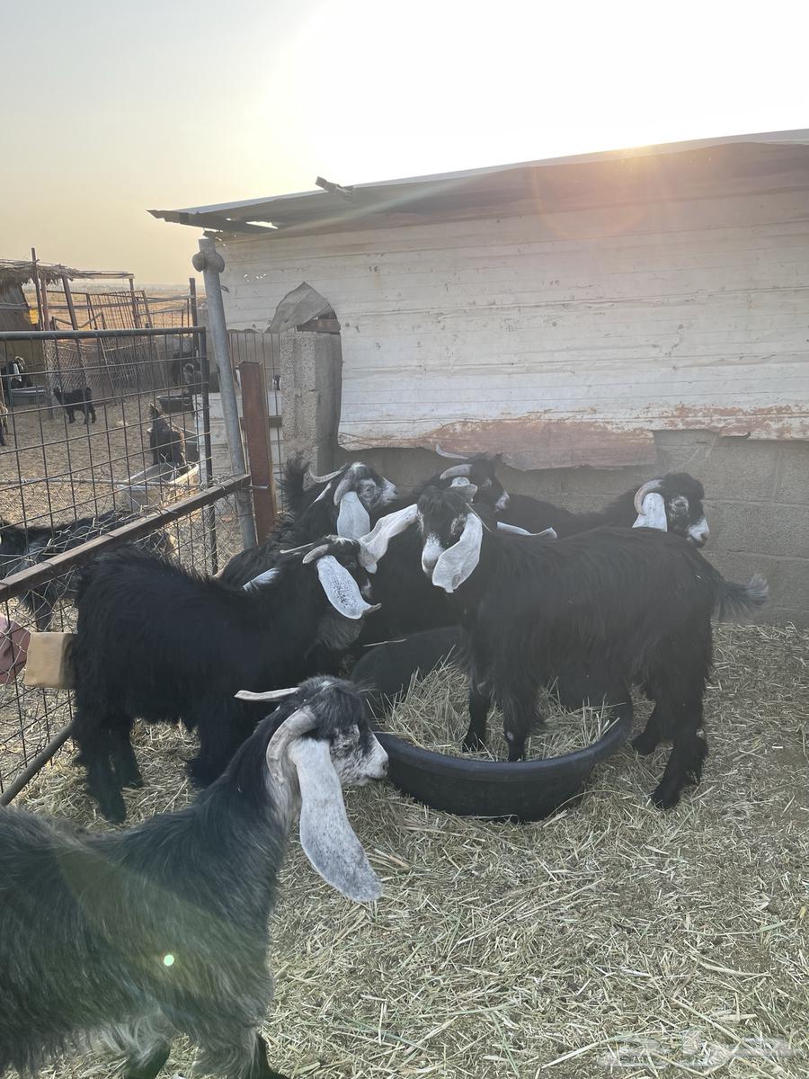 تيوس مخاصي فاخره64382114405635112