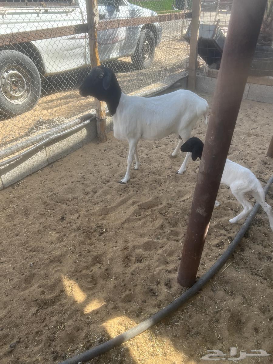 بربريه معها خروف64381287355267112