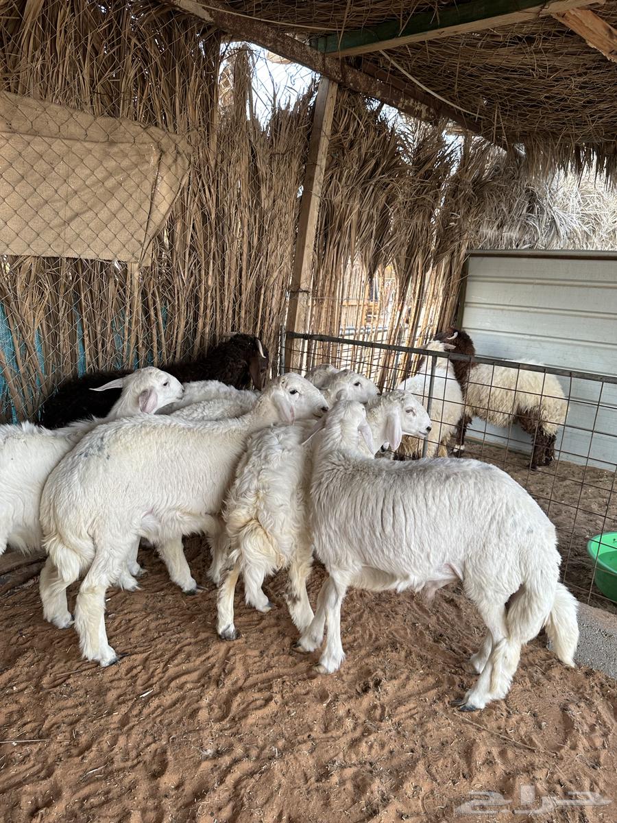 حري للبيع64387159606657113