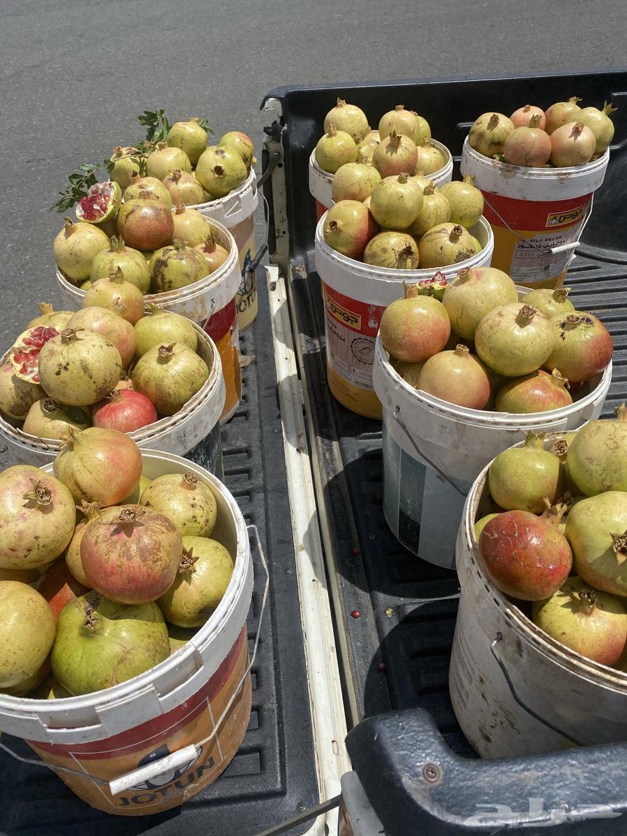 رمان جوف ال معمر64382224471811113