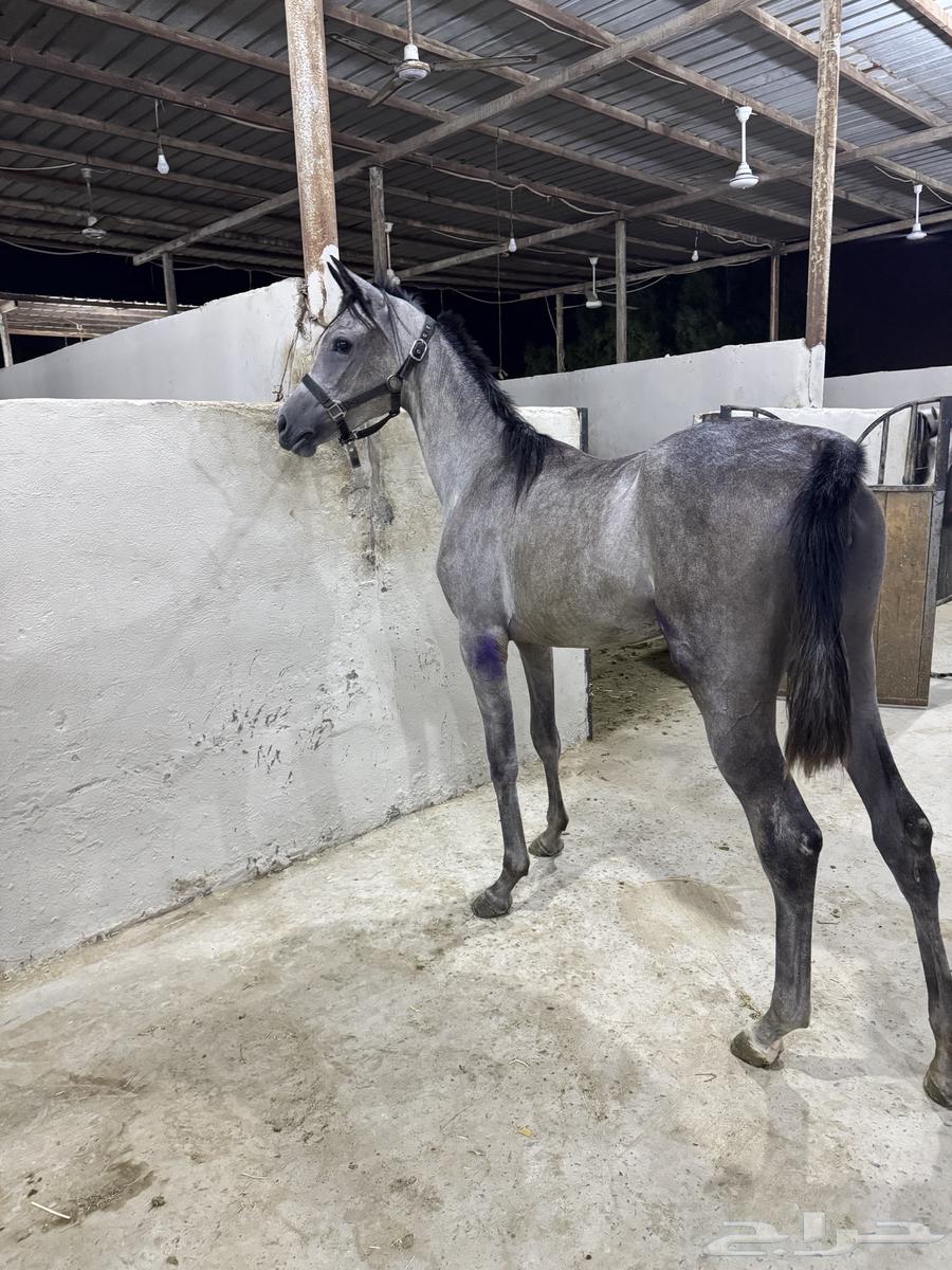 Mahrat Sha3biya64377579728003111