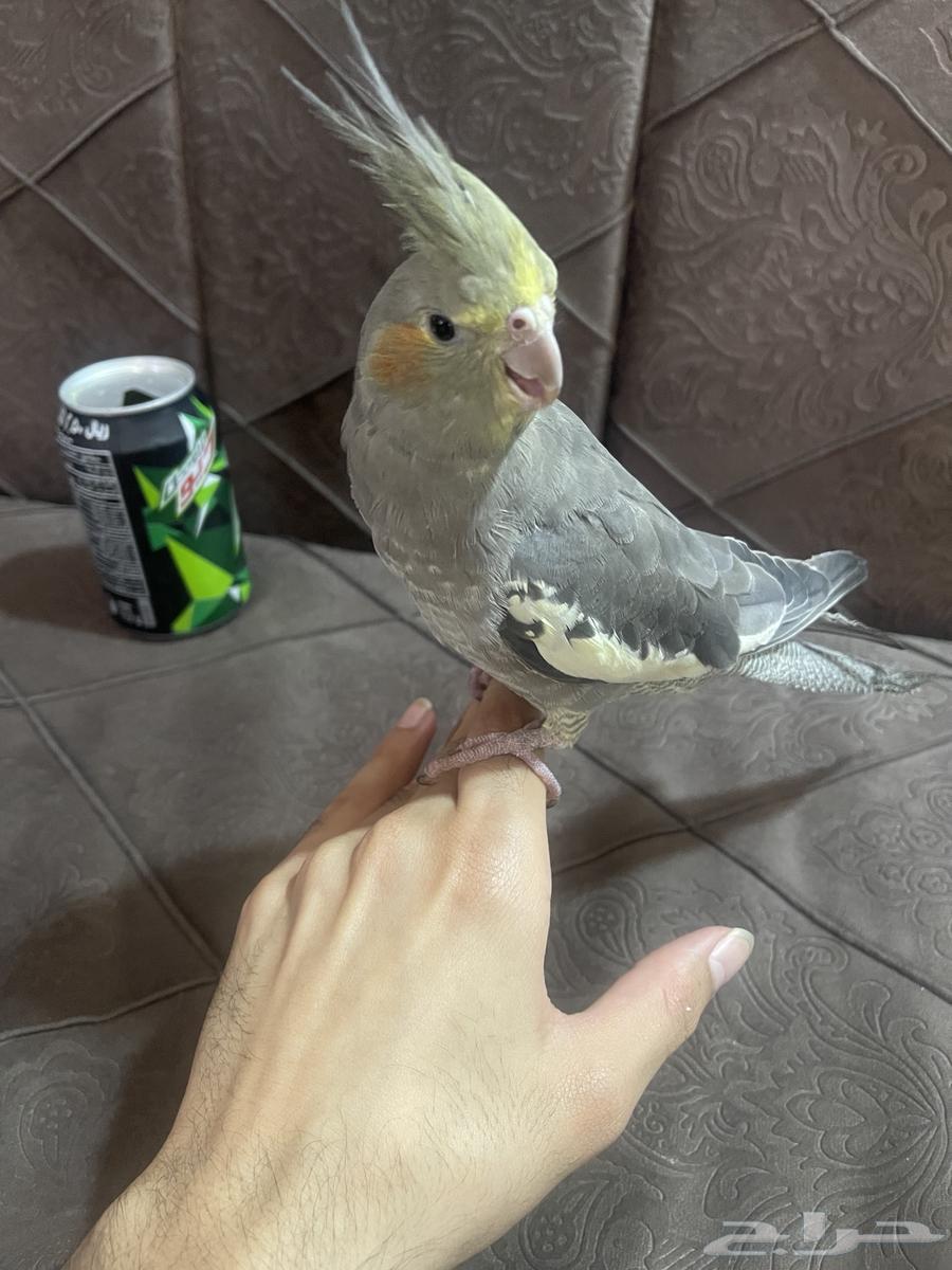 كروان مجهول الجنس64381617025410110