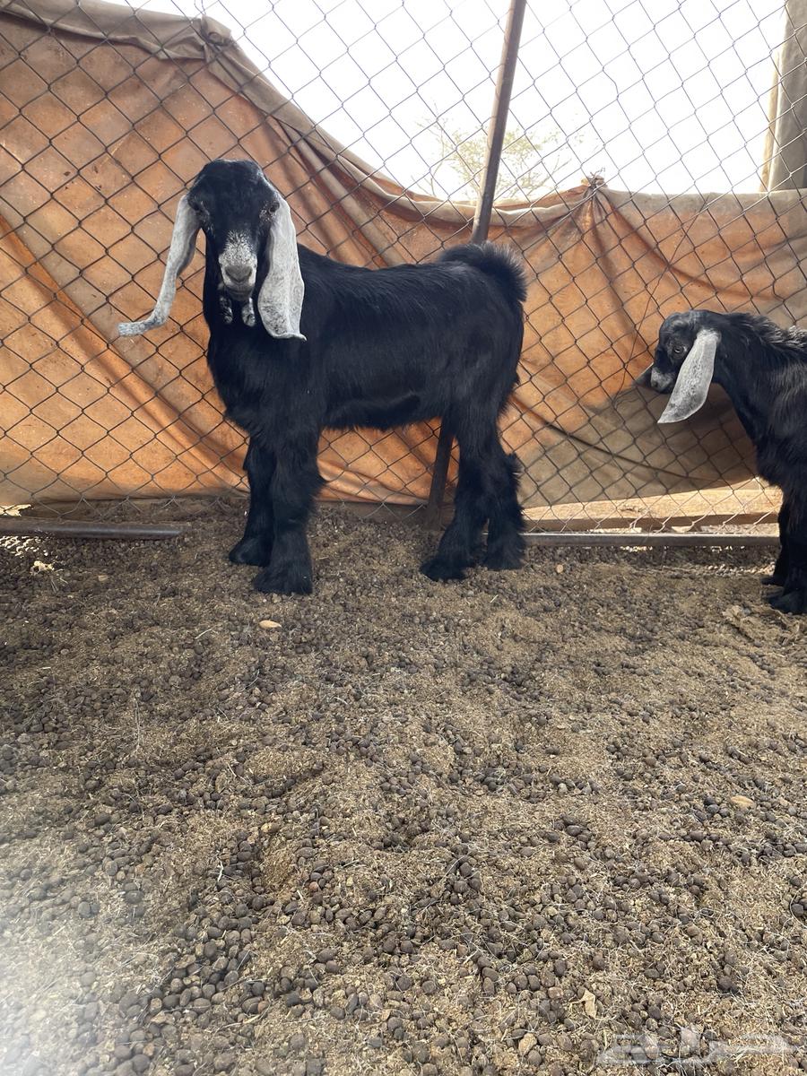 تيوس تم البيع64384092217091110