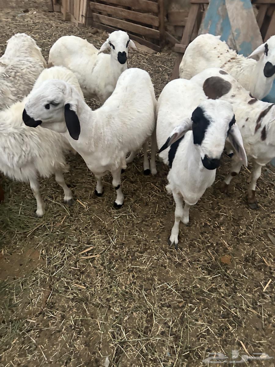 طليان سواكن بيض64380847229058112