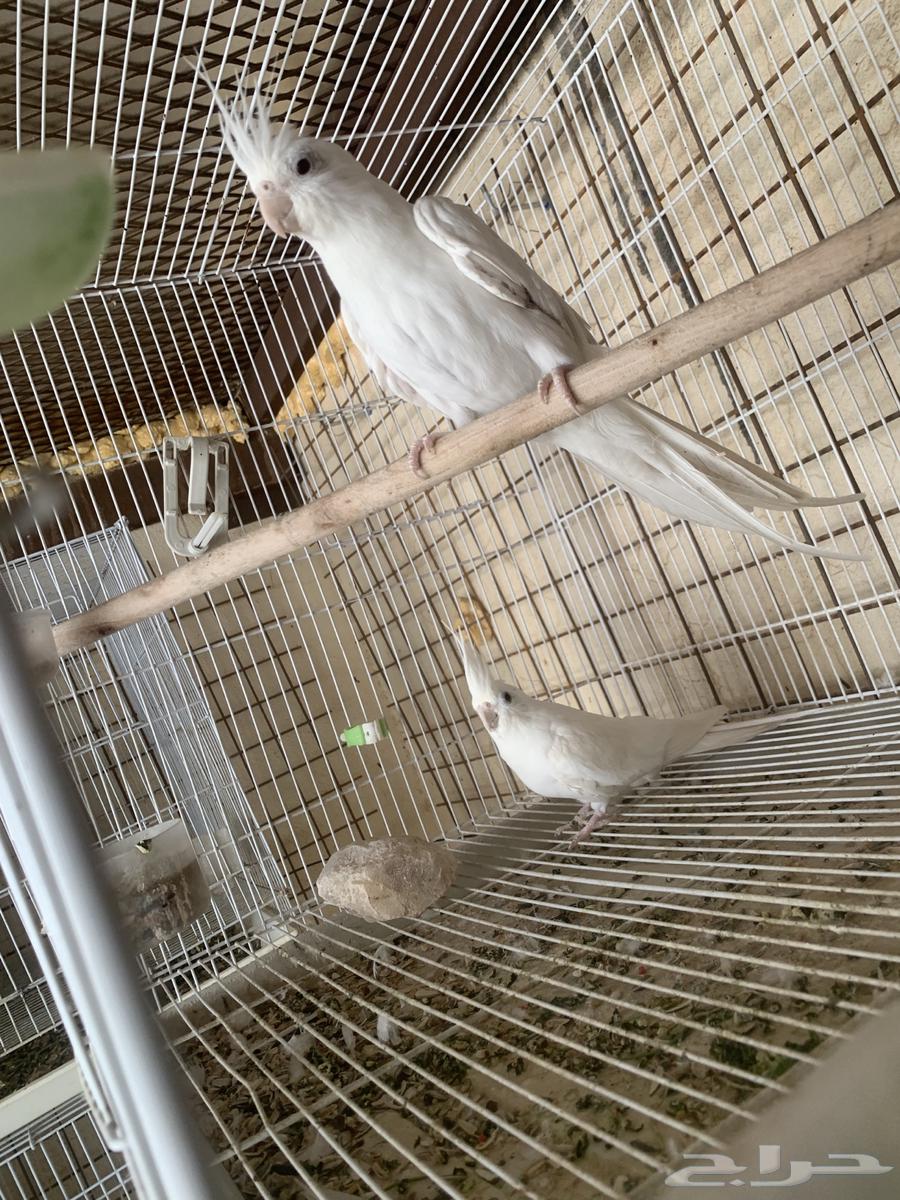 كروان وروز منتجه64384688907137113