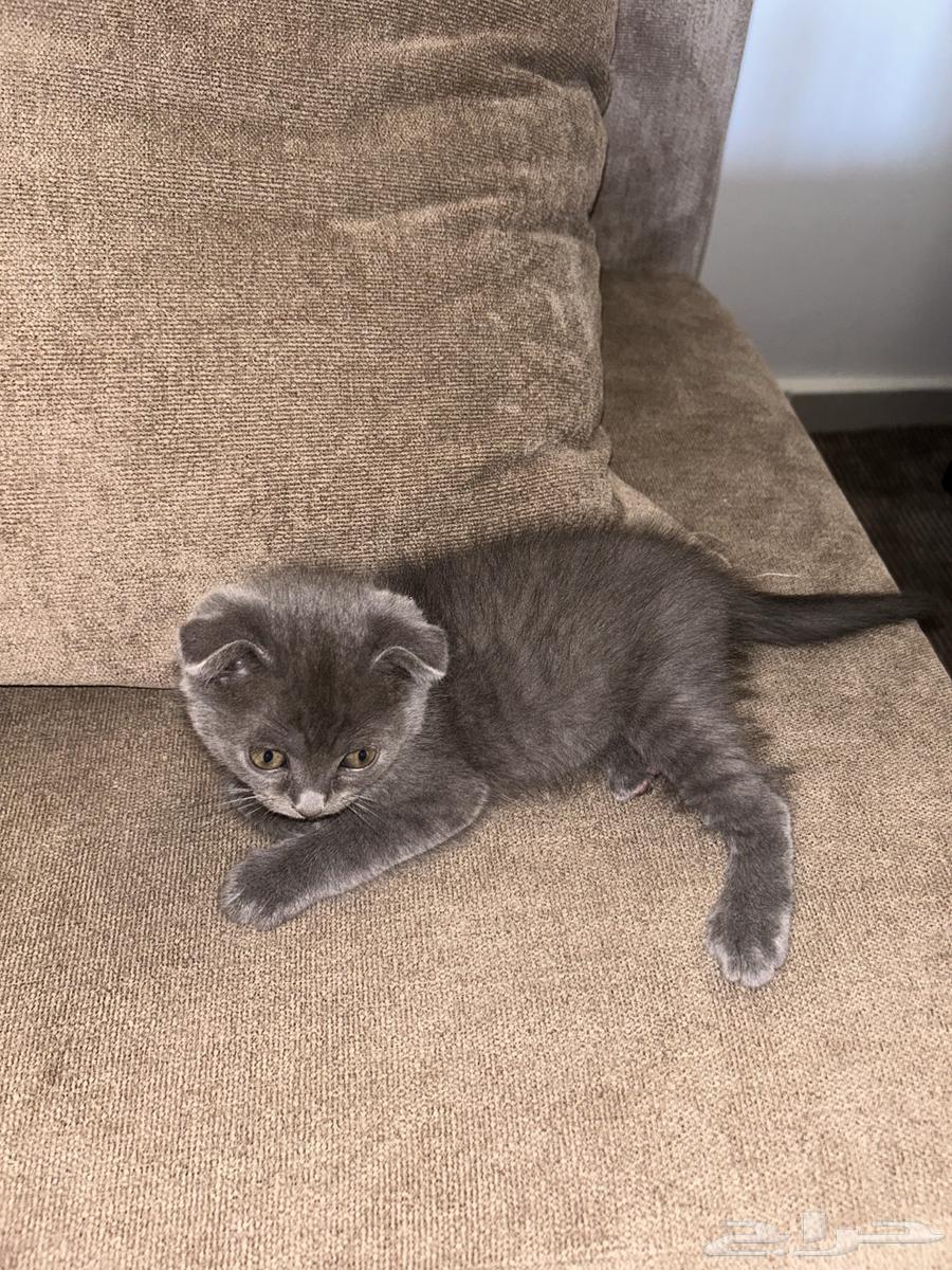 Scottish Fold64378397042433113