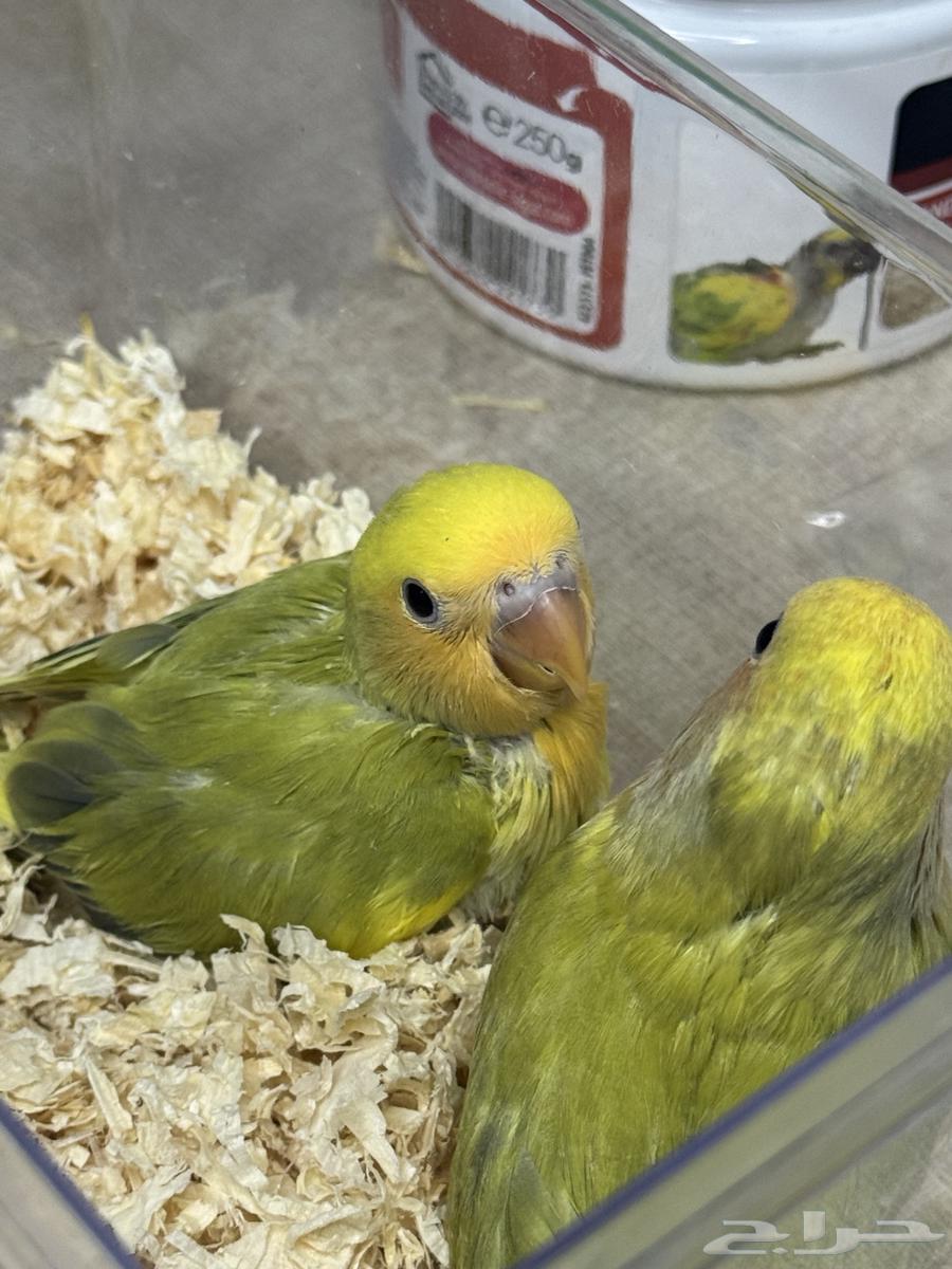 فروخ روز64390430173569112