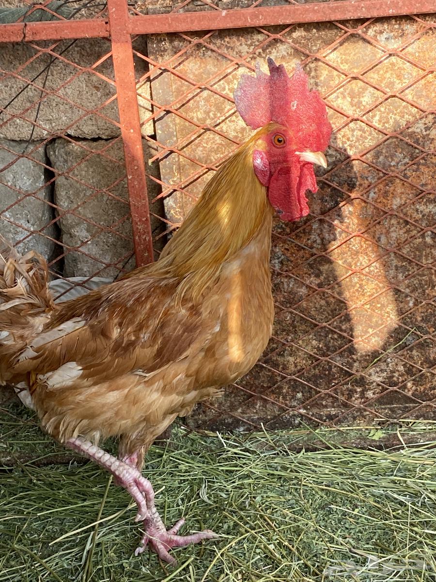 ديك بلدي64380227256450114