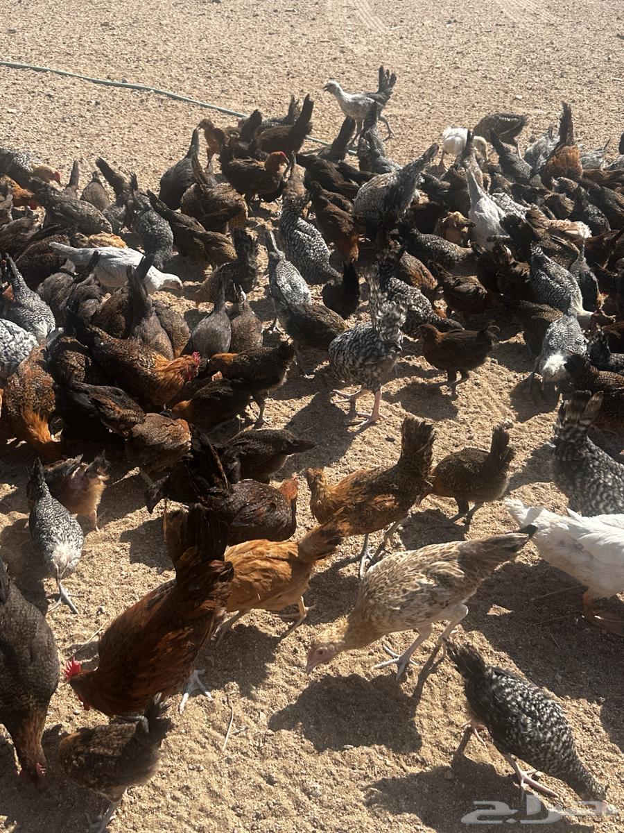 Fayoumi roosters, chickens, and Dawadmi turkeys64366497945601111