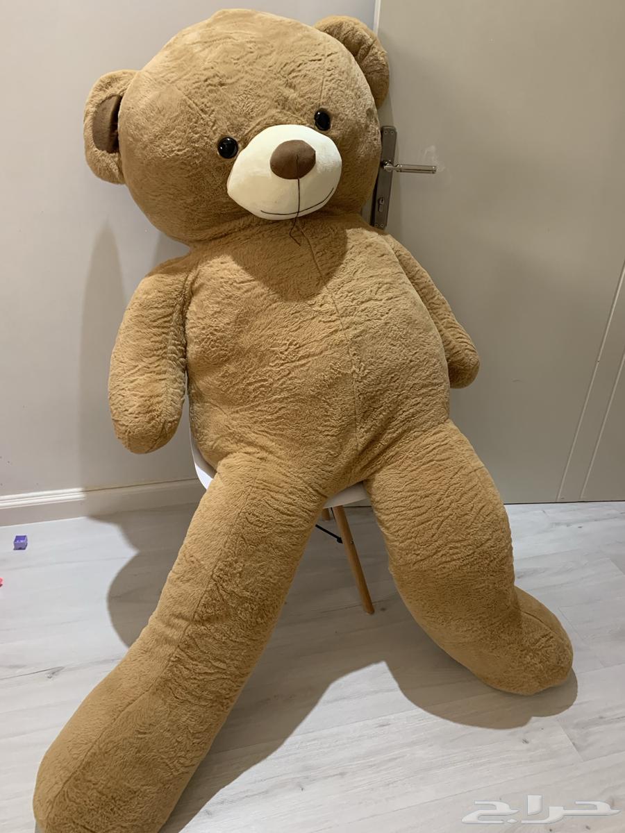 للبيع دب كبير جدا ضخم طوله 17064381892684801112