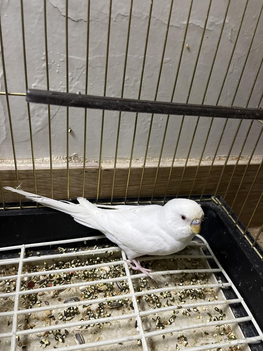 طيور للبيع أو البدل بحمام قطيفي64391770734209113