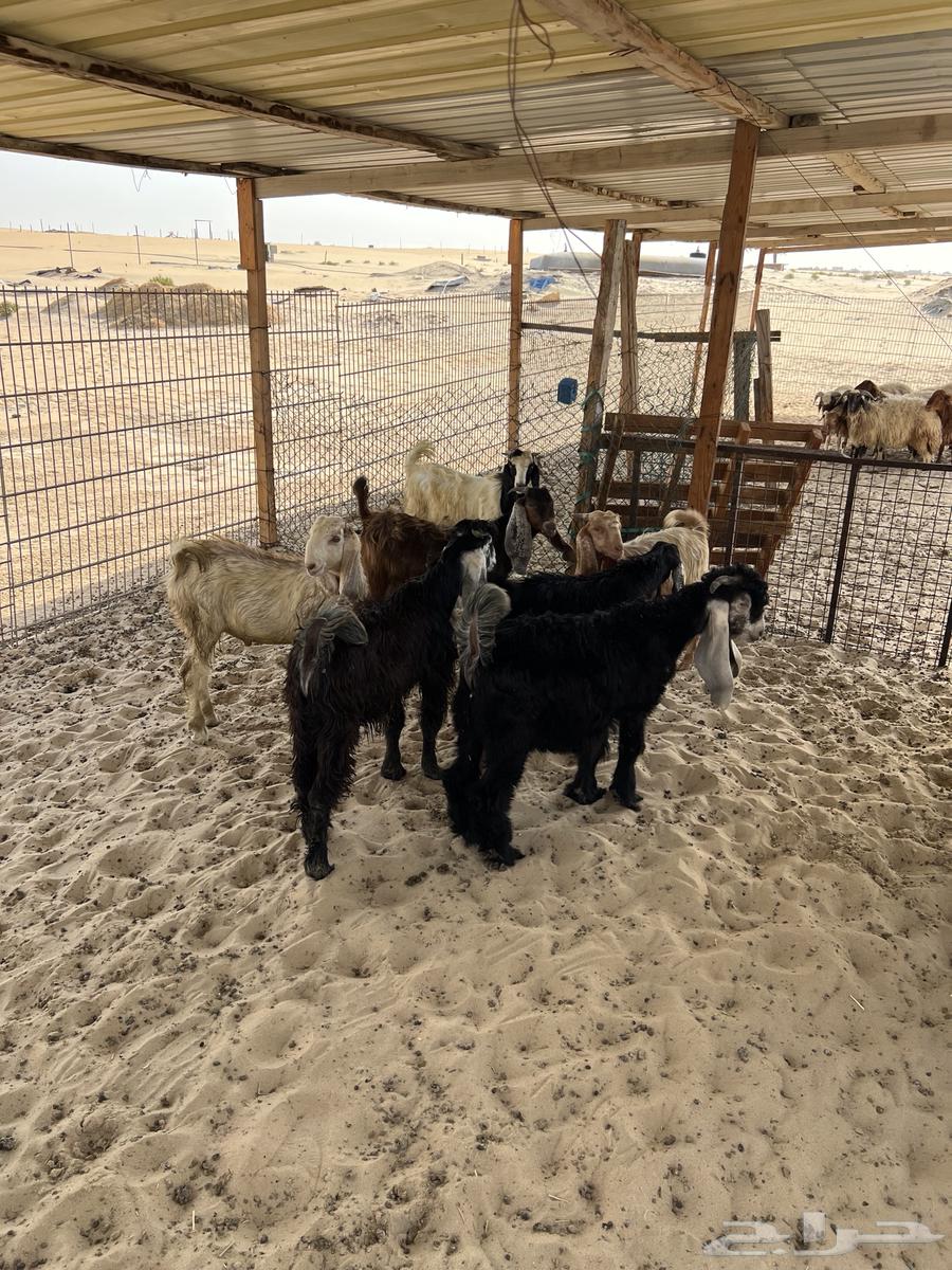 Goats for sale, aged 4 months or more, Al-Jubail area, number 764381548381058110
