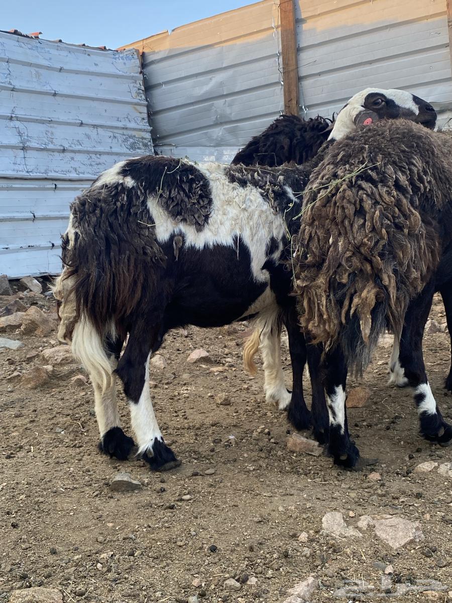 غنم صنف تم البيع64387912528515112