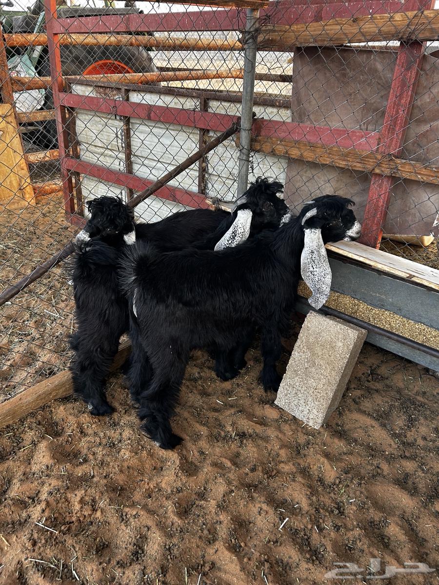 تيوس للبيع جمله او تفريد انتاج مراح64372023625089111