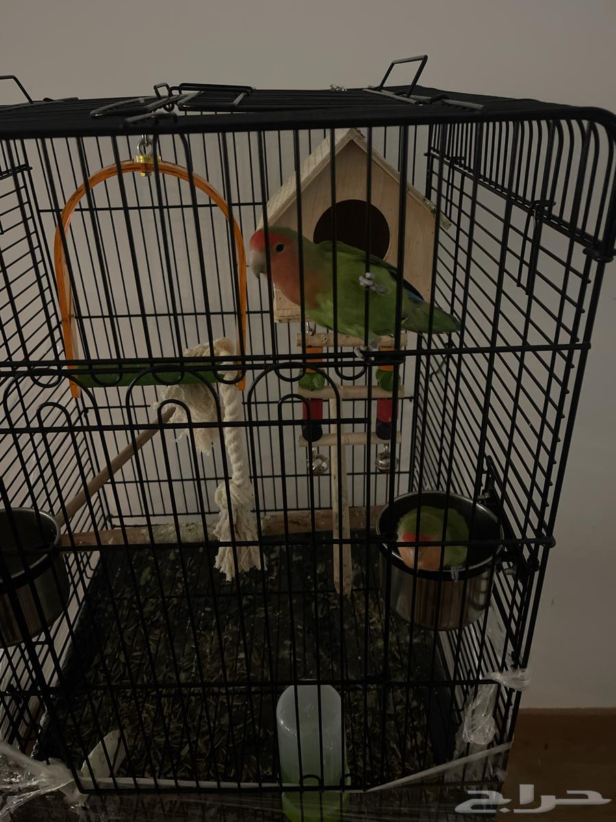 زوج من طيور الروز للبيع السريع64384409881219110