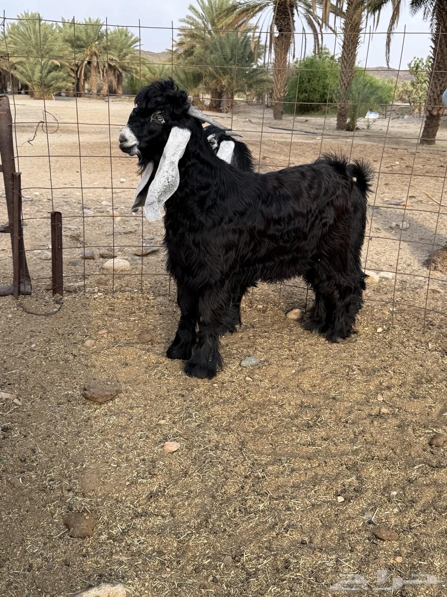 مشروع عارضي صنف64385494897027110