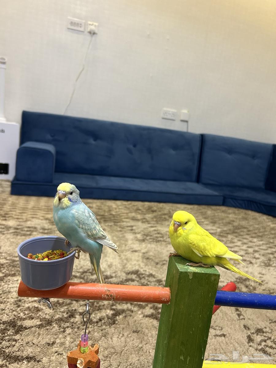 طيور بادجي اليفة64387481326465113