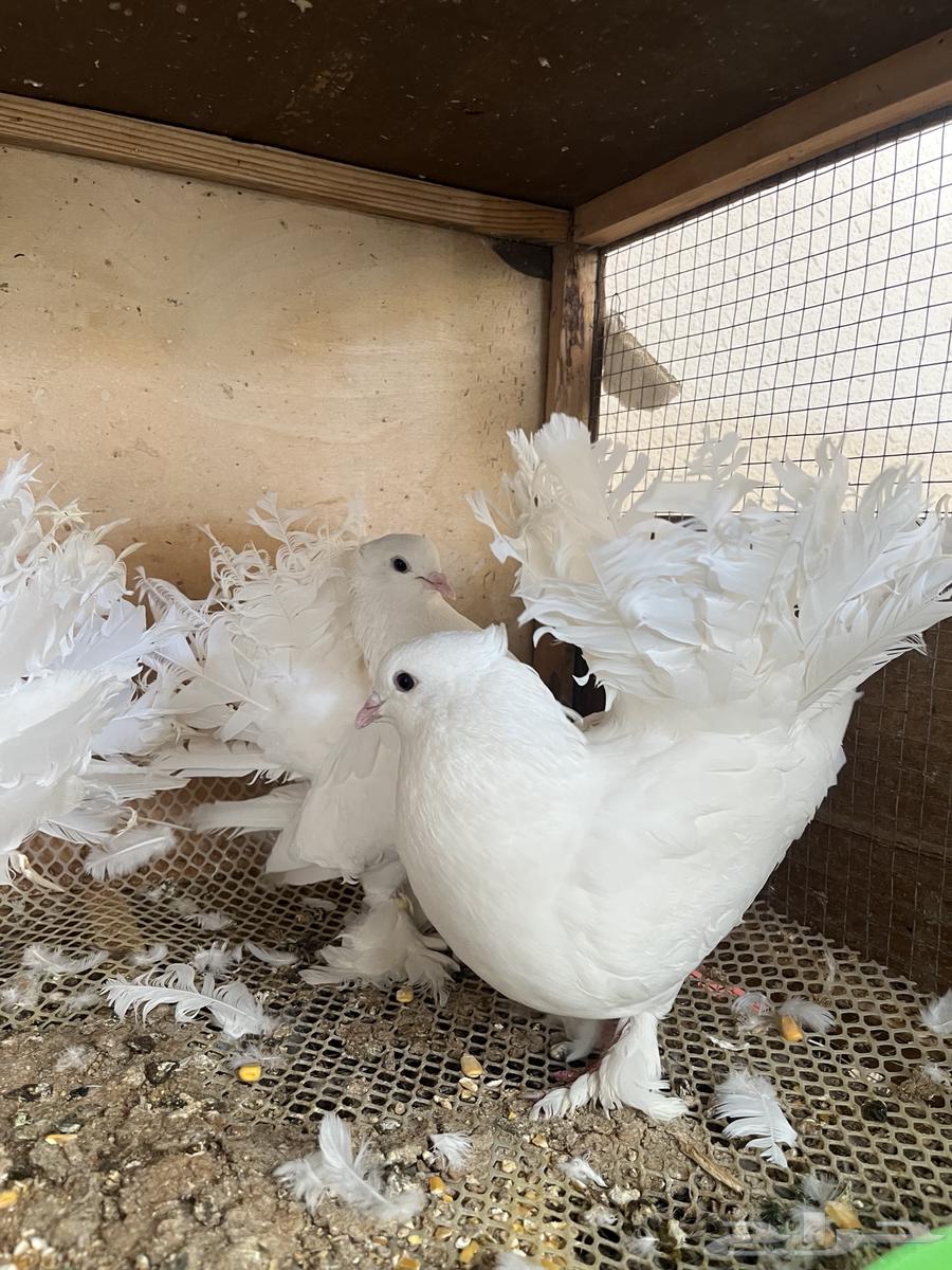 للبيع حمام رقاصي هندي الموقع محافظة الغاط64384410085762113